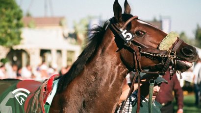 What Is Distribution of Outcomes in Horse Racing?