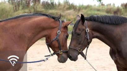 Types of Horses in Racing