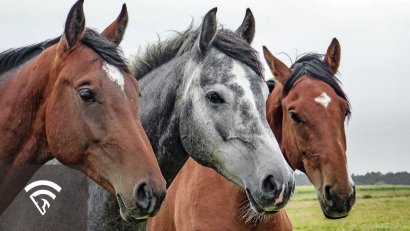 What is a Bloodline in Horse Racing?