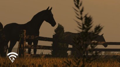 What is Physical Appearance in the Paddock?