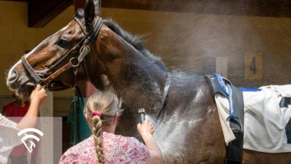 What Is a Groom in Horse Racing?