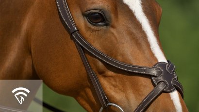 What Is a Figure-Eight Noseband?