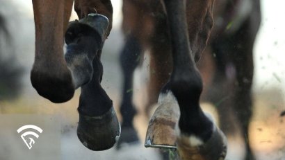 What Does Lathered Up Mean in Horse Racing?