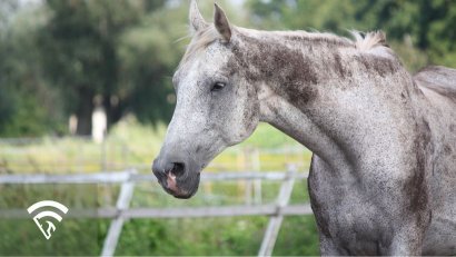 What is Line Breeding in Horse Racing?