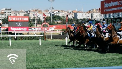 What Are Bucked Shins in Racehorses?