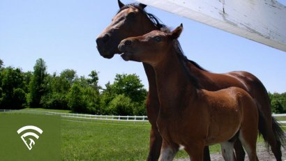 What is a Dam Line in Horse Racing?