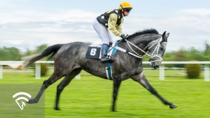 What Is a Chute in Horse Racing?