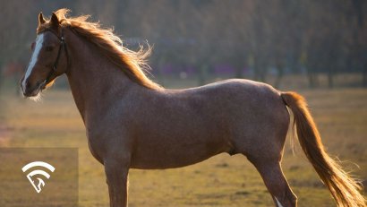 What is Horse Fitness and Conditioning?