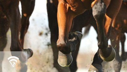 What is a Lameness Grade?