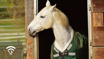 What is a Breeding Shed in Horse Racing?