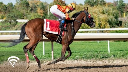 What is a Standardbred?