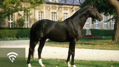 What is a Thoroughbred Stud Book?