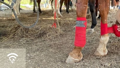 What Are Front Bandages vs. Polo Wraps?