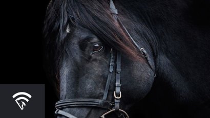 What is a Cover in Horse Racing?