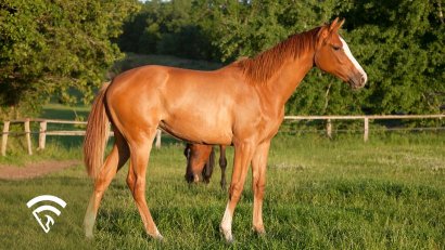 What is a Weanling vs. Yearling in Horse Racing?