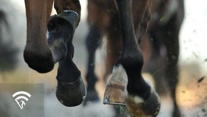 What Is Bute (Phenylbutazone) in Horse Racing?