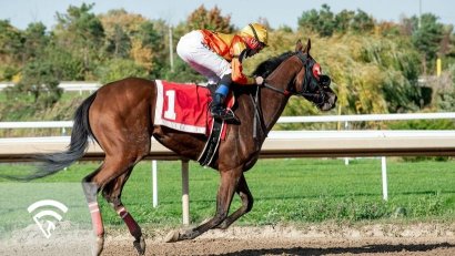 What is a Bowed Tendon in Horse Racing?