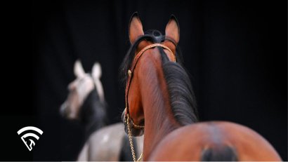 Horse Pedigree and Breeding