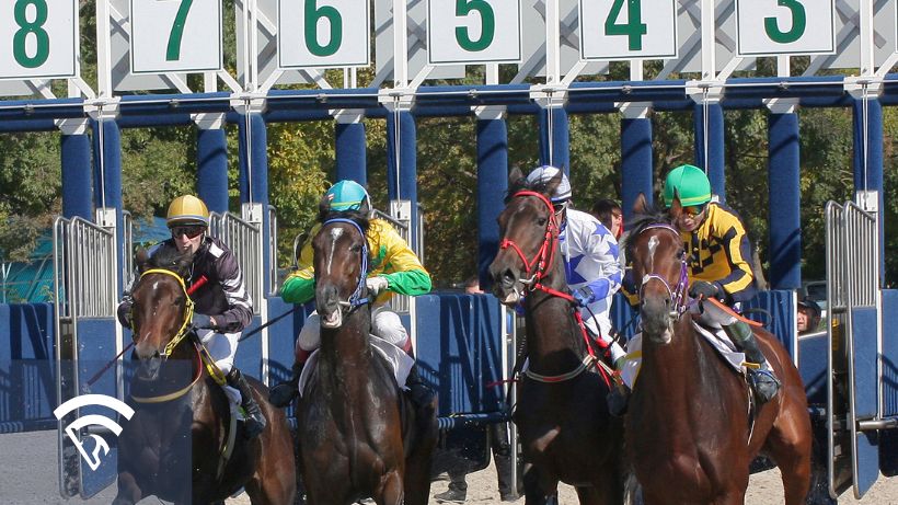 Horses starting from the gate