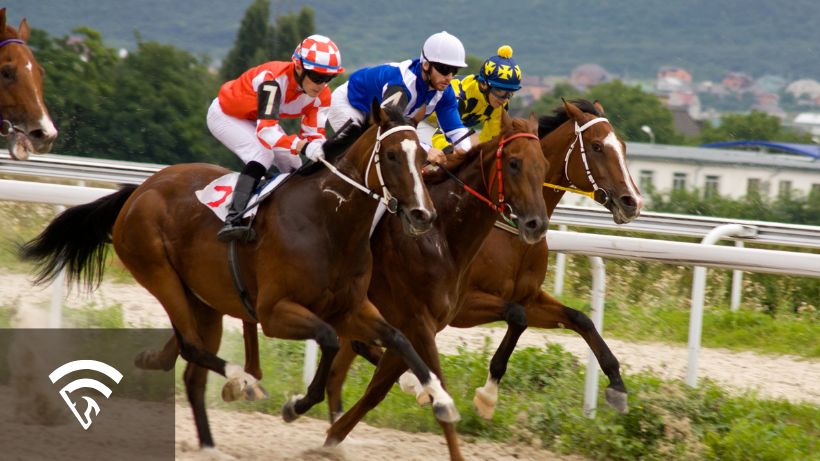 Horse racing with three horses closeup