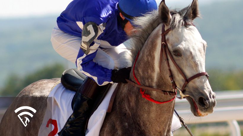 Close up of a horse and jockey racing