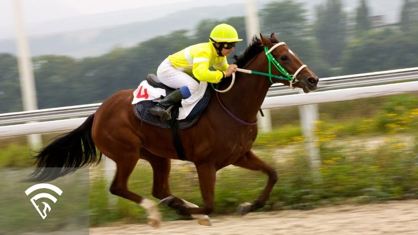 Horse racing with a jockey representing the topic of probably payoffs in horse racing