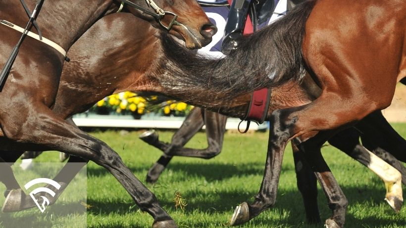 Horses racing representing the topic of will pays in horse racing