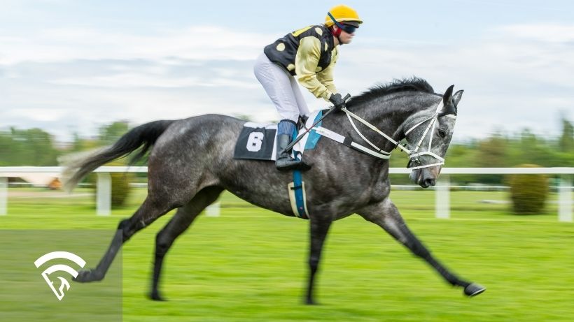 Horses racing representing the topic of a chute in horse racing