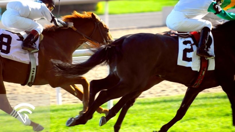 Horses racing representing the topic of a turf route race in horse racing