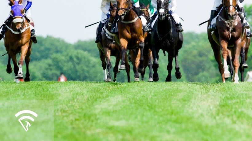 Race horses sprinting on a turn race track