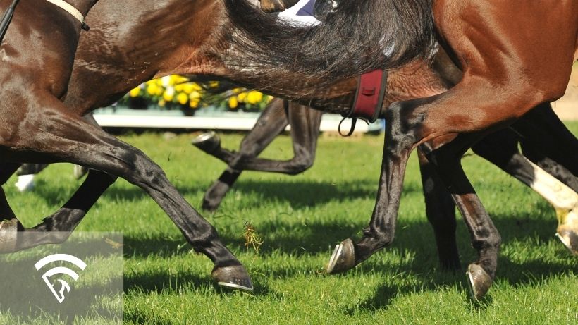 Close-up photo of horses racing on a turf course representing the topic of an Inner Turf Course