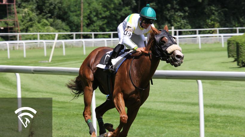 Horse racing on a turf track