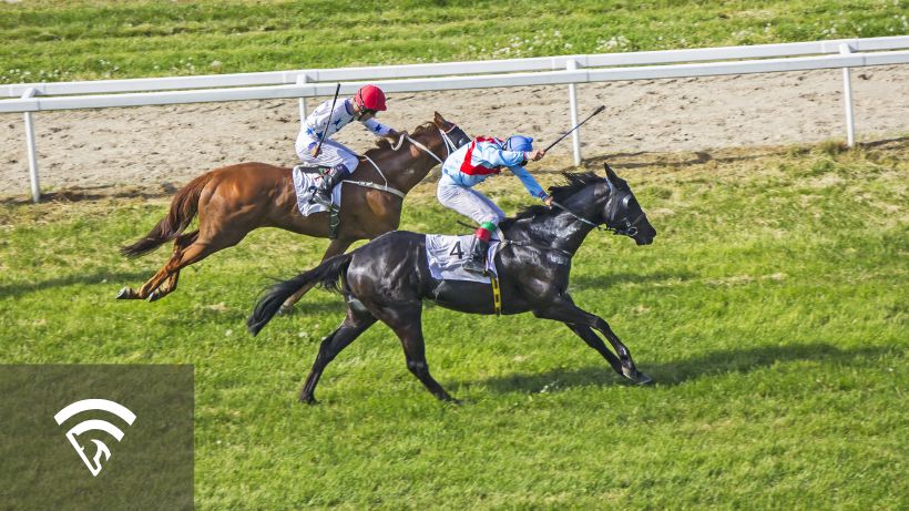 Two horses on a turf track racing