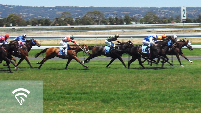 Profile view of several horses racing representing a graded stakes race