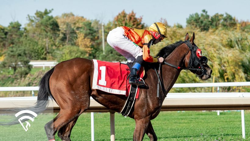 Profile view of a horse and jockey racing representing a listed or black-type race