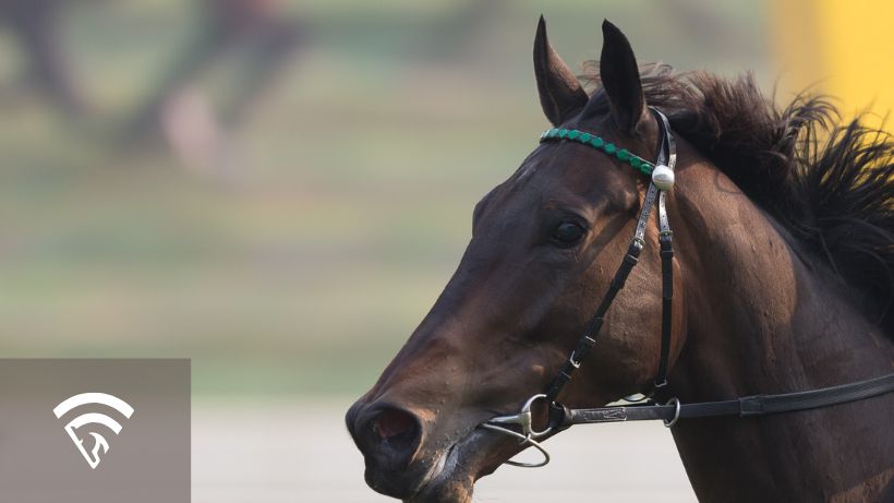 Close up view of a dark brown race horse