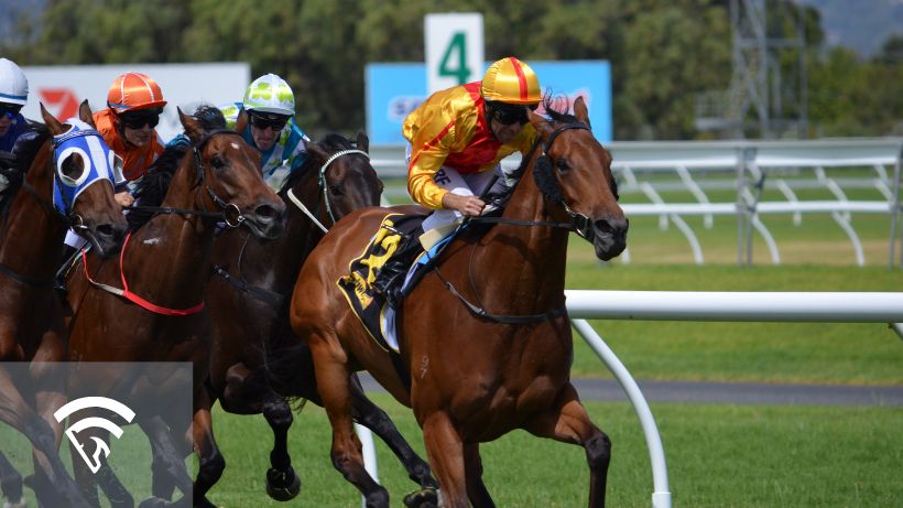 Close up front view of horses and jockeys racing representing an optional claiming race