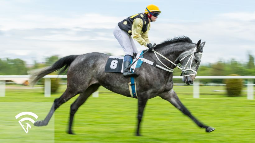 Profile view of a horse and jockey racing representing an overnight race or overnight stakes