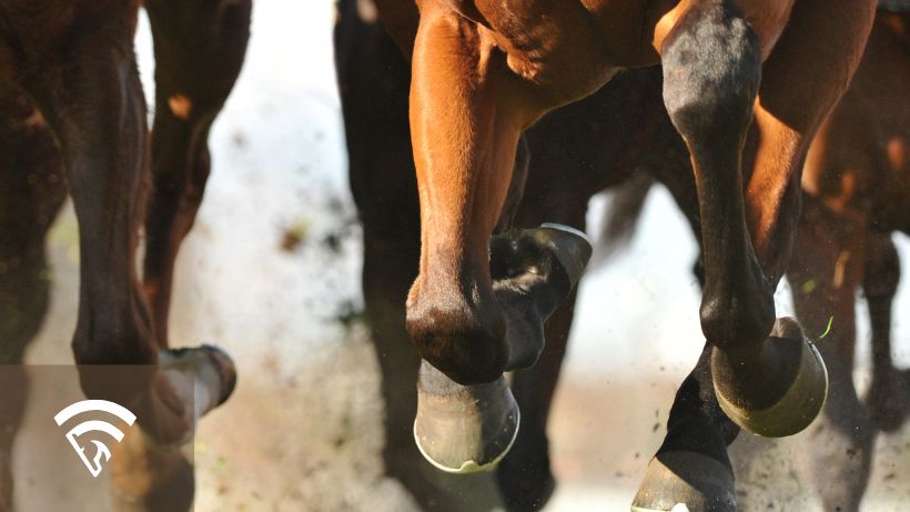 Close up view of horses racing