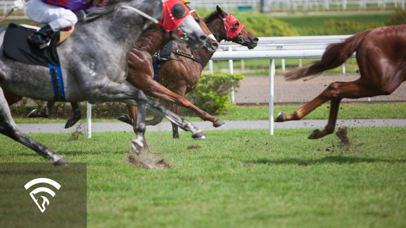 Profile view of horses racing