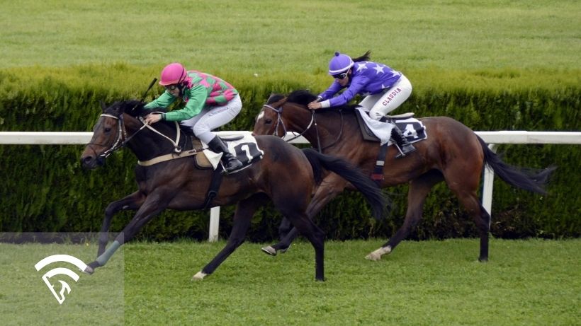 Horses racing representing the topic of what it means to toss a horse