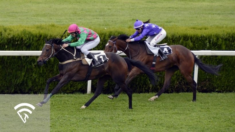 Horses racing representing the topic of a vulnerable favorite in horse racing