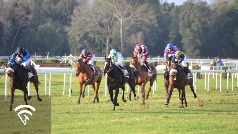Horses racing representing the topic of race flow in horse racing