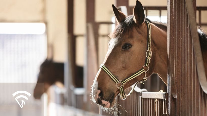 Horse in a barn representing barn form in horse racing