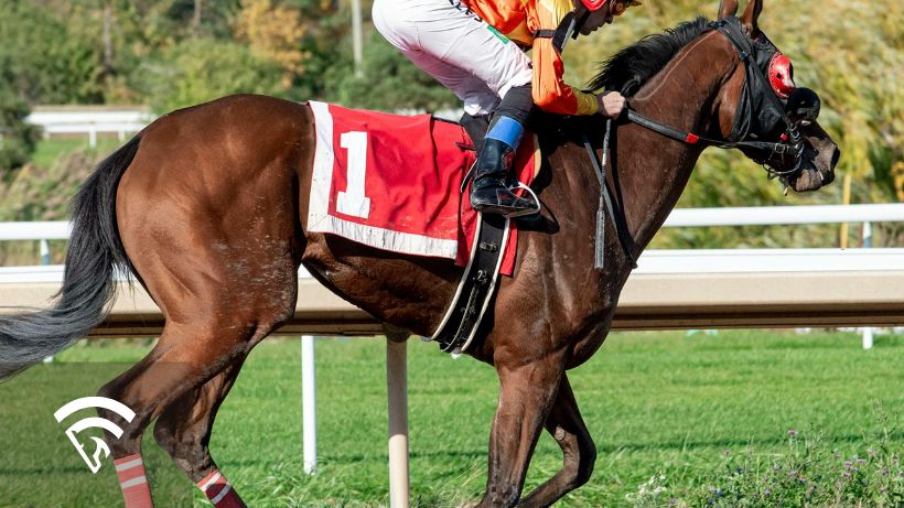 Horse on a track representing mental toughness in a racehorse