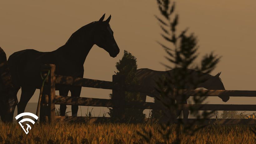 Photo of a horse in the paddock