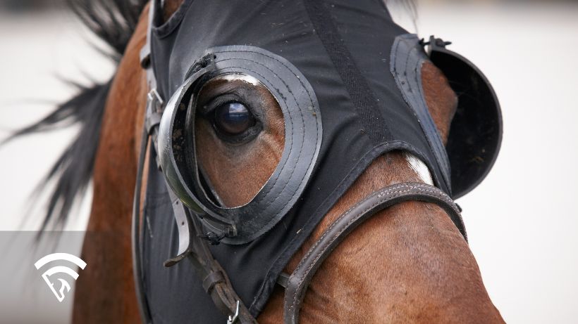Close up of race horse