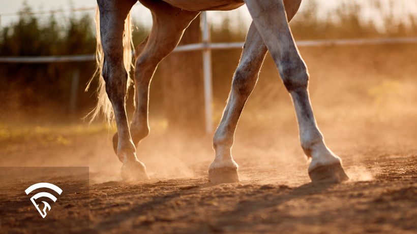Close up of horse feet