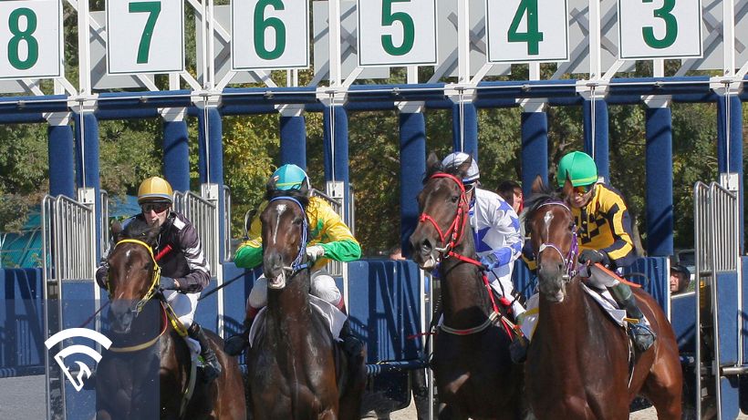 Race horses leaving the gate in a race