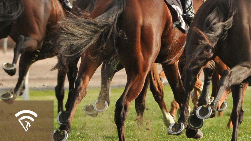 Backside closeup photo of race horses